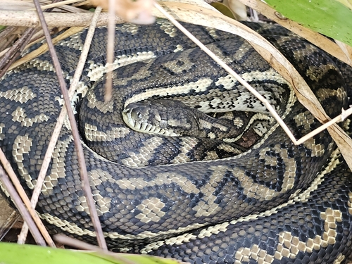 Coastal Carpet Python sighting