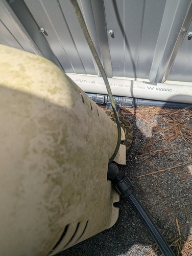 Coastal Carpet Python sighting