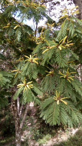 Stryphnodendron pulcherrimum · iNaturalist