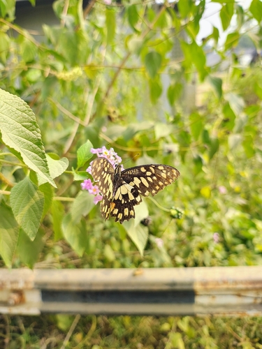 Lime Swallowtail