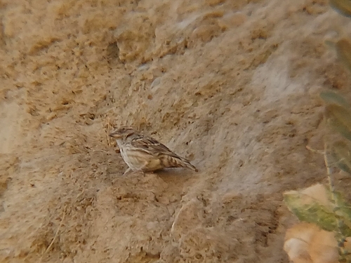 Rock Sparrow