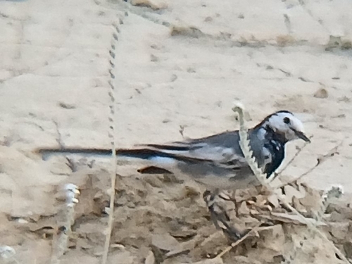 White Wagtail