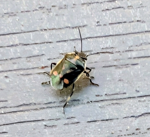 Cabbage Bug