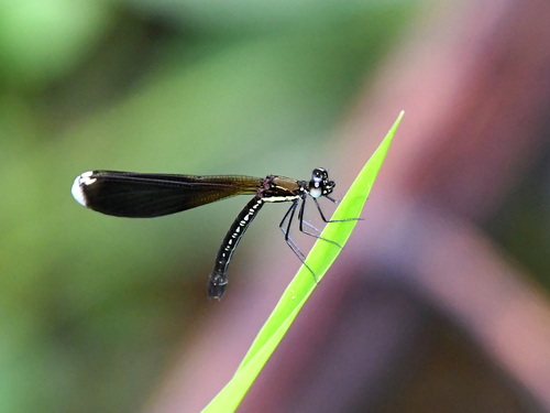 Rhinocypha colorata