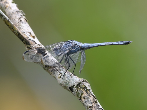 Swampwatcher