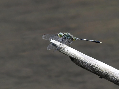 Green Skimmer