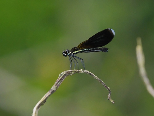 Rhinocypha colorata