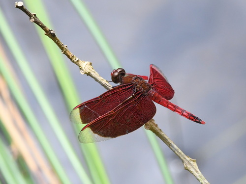 Red Percher
