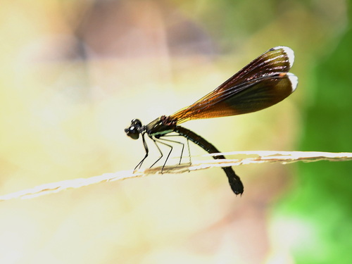 Rhinocypha colorata