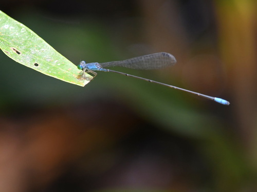 Teinobasis samaritis