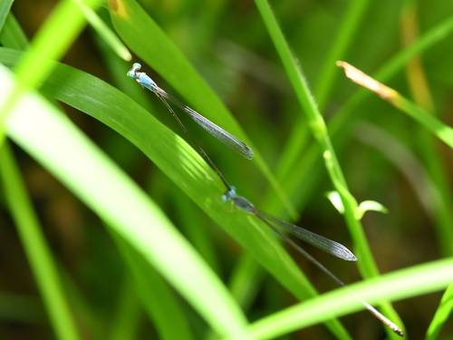 Teinobasis samaritis
