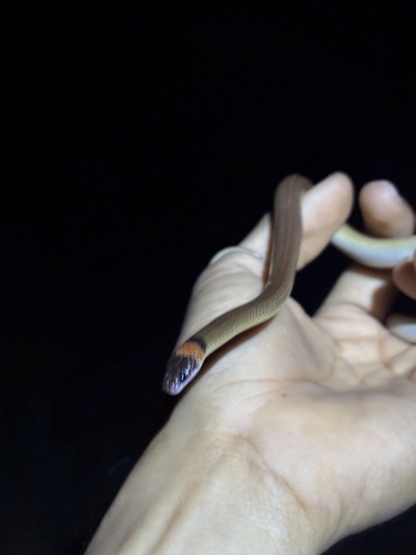 Orange-naped Snake sighting