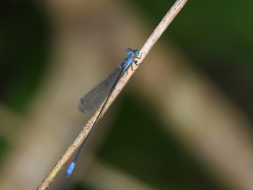 Teinobasis samaritis