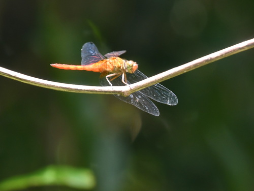 Orange Skimmer