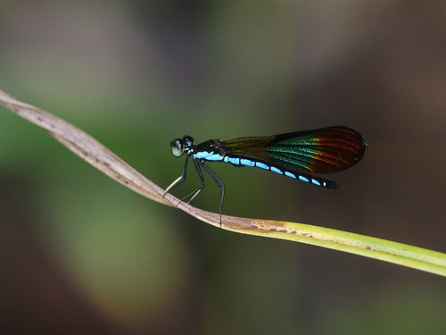 Rhinocypha colorata