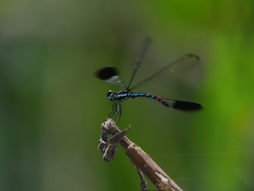 Rhinocypha turconii