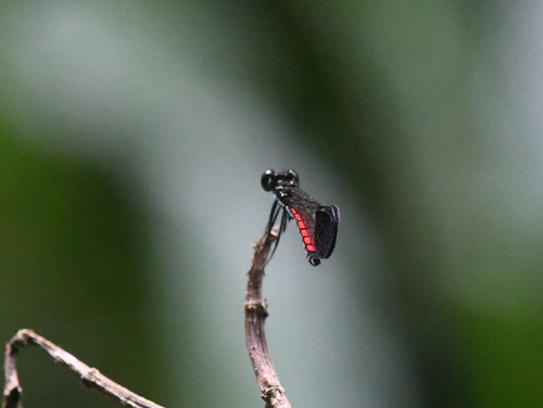 Rhinocypha turconii