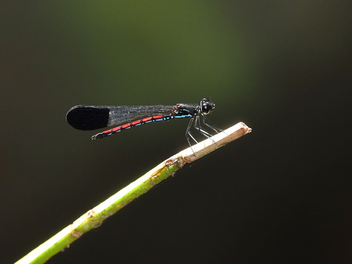 Rhinocypha turconii