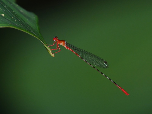 Igneocnemis flammea