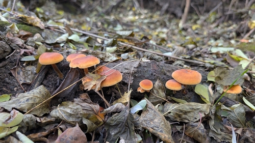 Flammulina