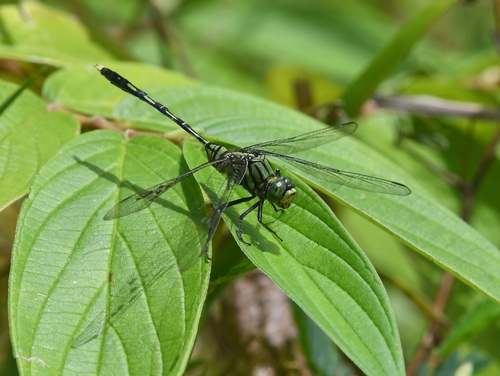 Green Skimmer