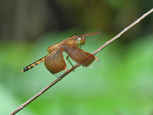 Straight-edge Red Parasol