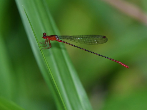 Risiocnemis appendiculata