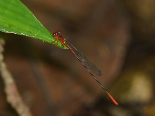 Igneocnemis flammea