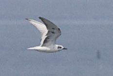 White-winged Tern