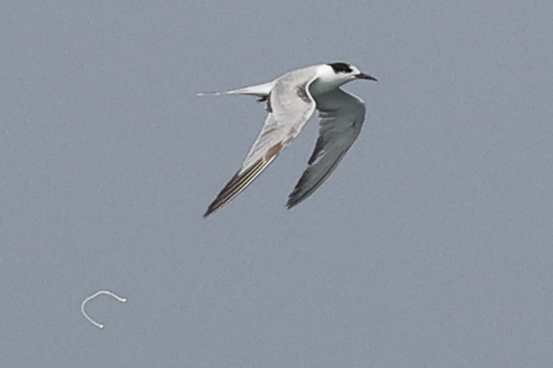 Common Tern
