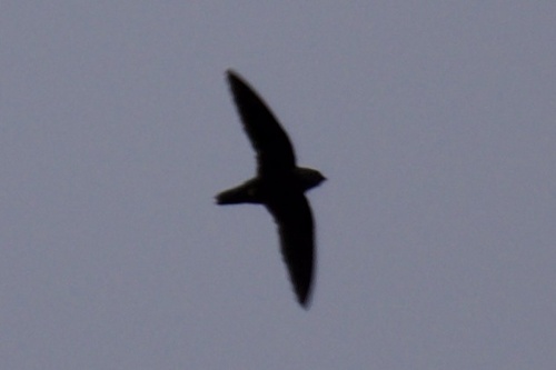 Chimney Swift observed by daytonm1111