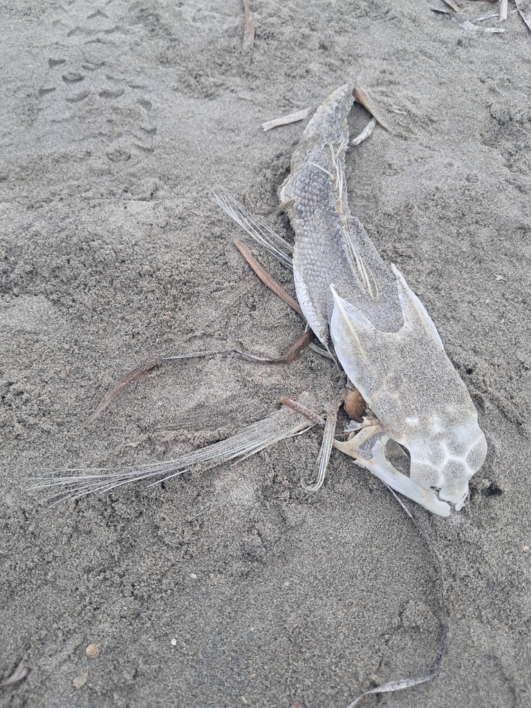 Flying gurnard