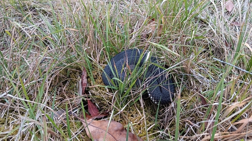 Highlands Copperhead sighting