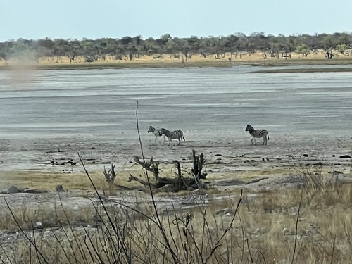 Burchell's Zebra
