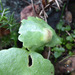 Puccinia umbilici - Photo (c) Tig, todos los derechos reservados, subido por Tig