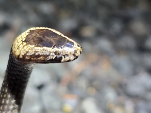 White-crowned Snake sighting