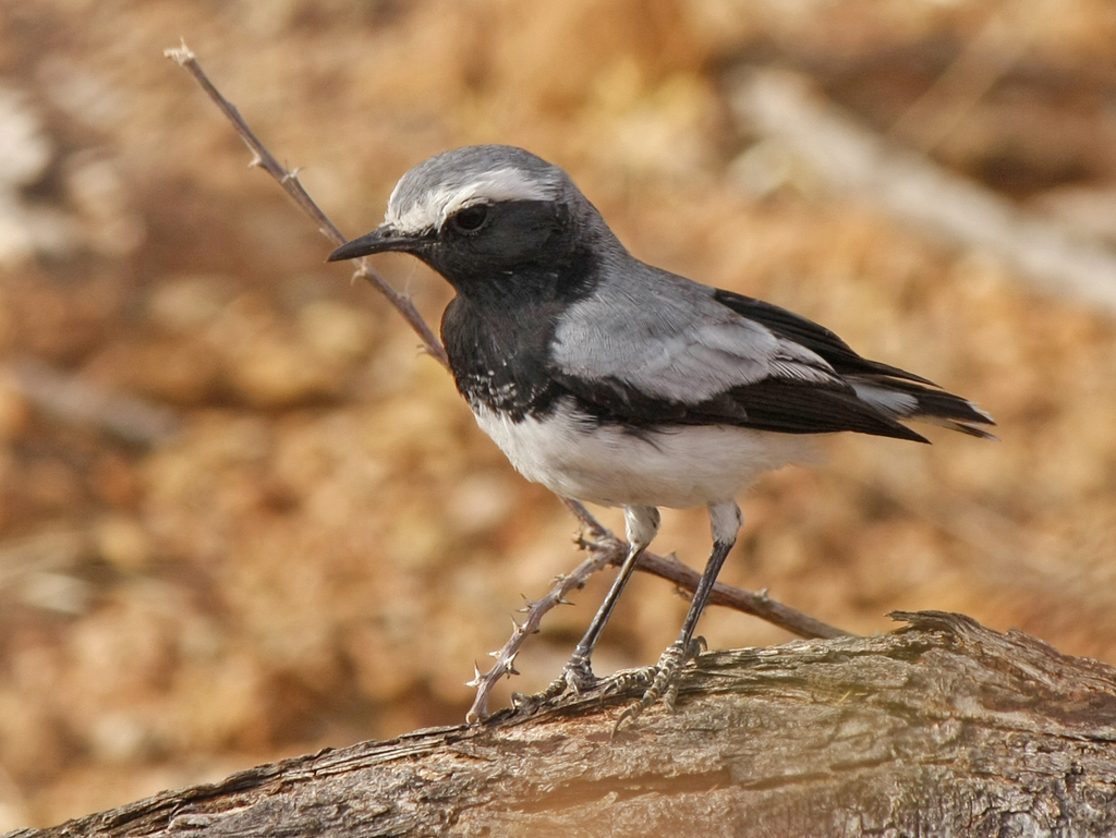 Somali Wheatear photo