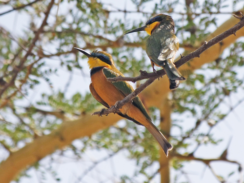 Merops pusillus cyanostictus