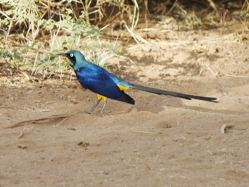 Golden-breasted Starling