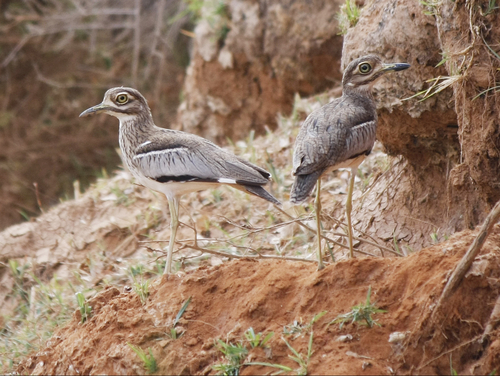 Water Thick-knee