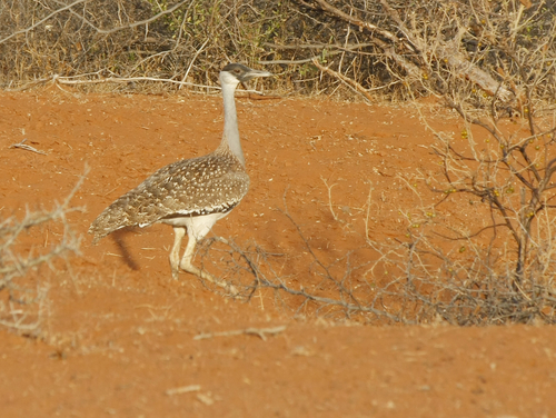 Heuglin's Bustard