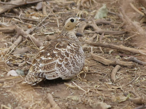 Black-faced Sandgrouse