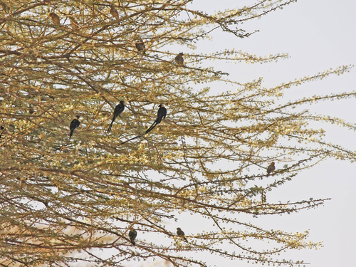 Eastern Paradise-Whydah