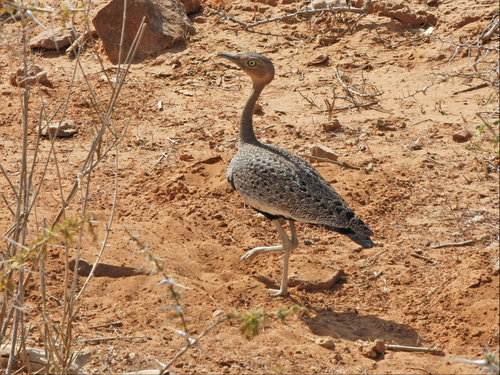 Buff-crested Bustard