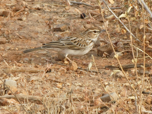 Gillett's Lark
