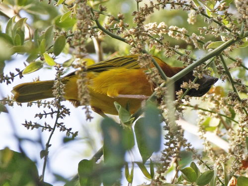 Juba Weaver