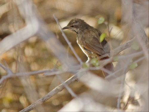 Spotted Morning-Thrush