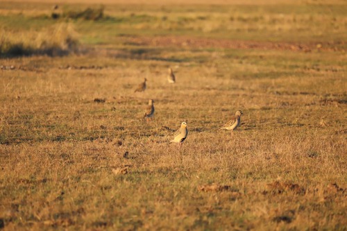 Tawny-throated Dotterel