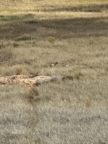 Utah Prairie Dog observed by kc2500