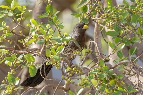 Western Plantain-eater